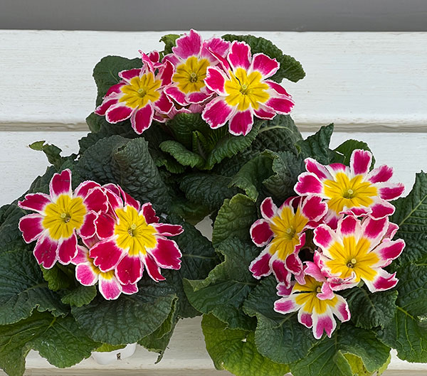 プリムラ: スターフィーバー ピンク3-3.5号ポット