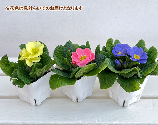 プリムラ： ルシアスイート（花色おまかせ）3-3.5号ポット