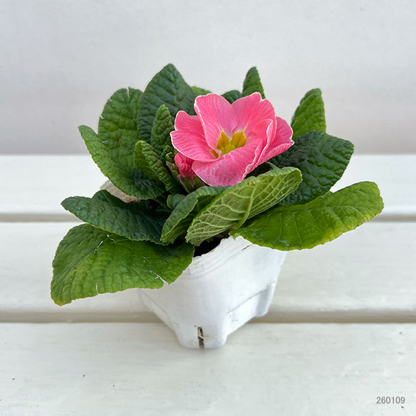 プリムラ： ルシアスイート（花色おまかせ）3-3.5号ポット