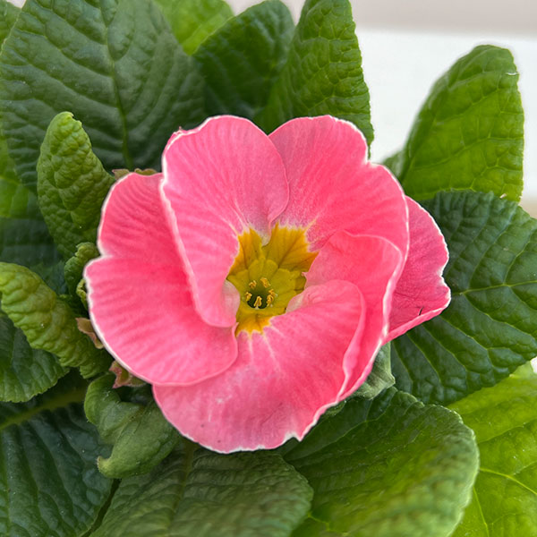 プリムラ： ルシアスイート（花色おまかせ）3-3.5号ポット