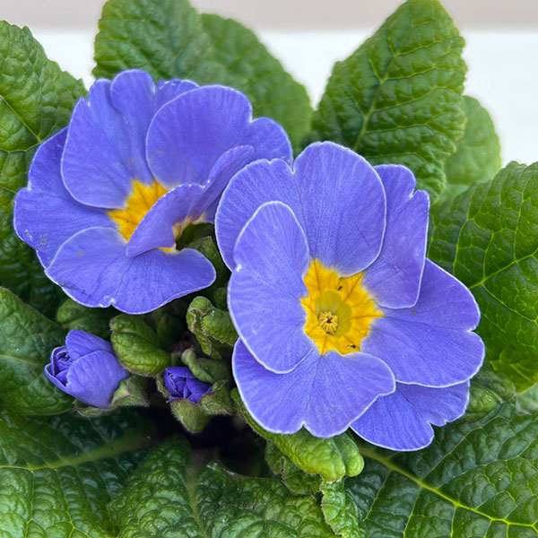 プリムラ： ルシアスイート（花色おまかせ）3-3.5号ポット