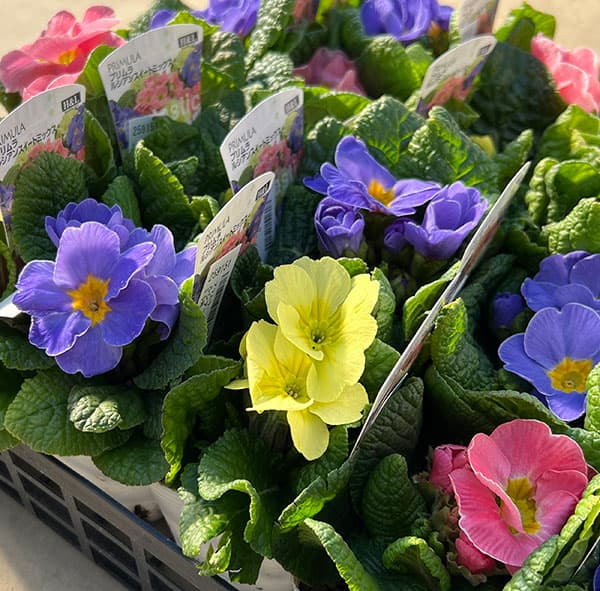 プリムラ： ルシアスイート（花色おまかせ）3-3.5号ポット
