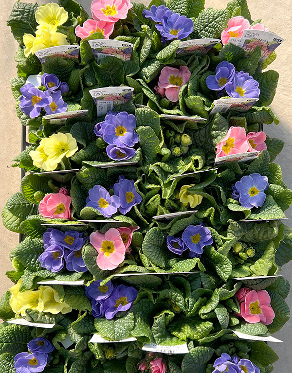 プリムラ： ルシアスイート（花色おまかせ）3-3.5号ポット