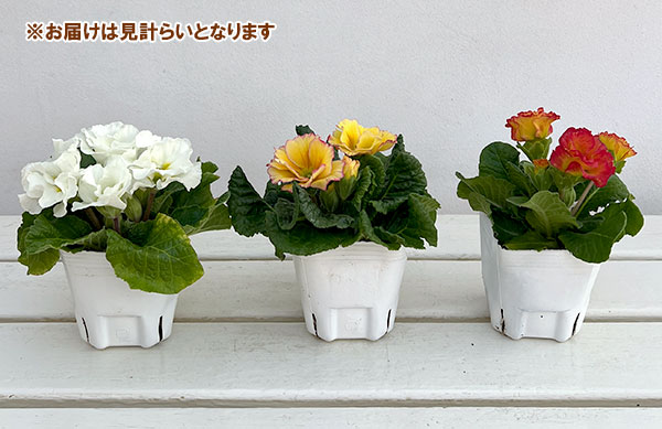 プリムラ: ローディ ミックス3-3.5号ポット