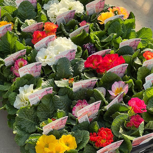 プリムラ: ローディ ミックス3-3.5号ポット