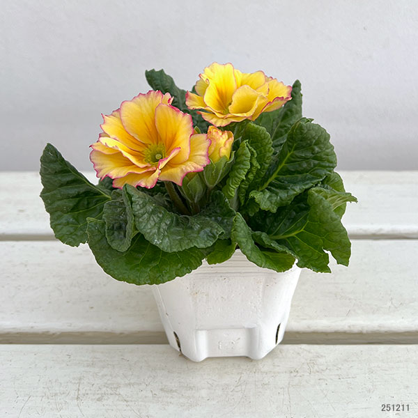 プリムラ: ローディ ミックス3-3.5号ポット