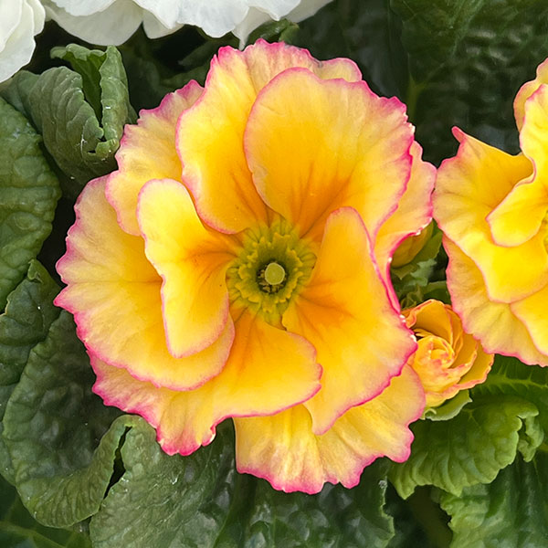 プリムラ: ローディ ミックス3-3.5号ポット