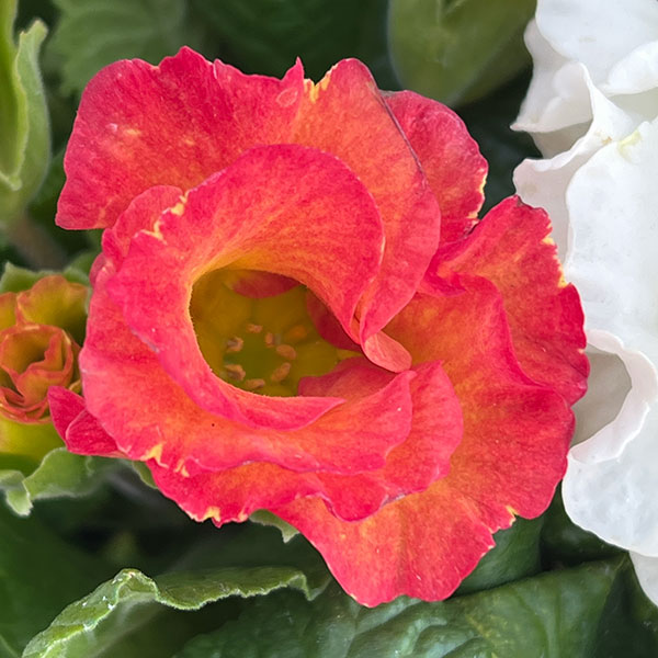 プリムラ: ローディ ミックス3-3.5号ポット