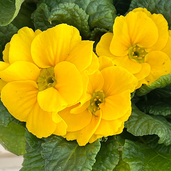 プリムラ: ローディ ミックス3-3.5号ポット