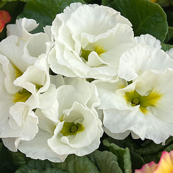 プリムラ: ローディ ミックス3-3.5号ポット