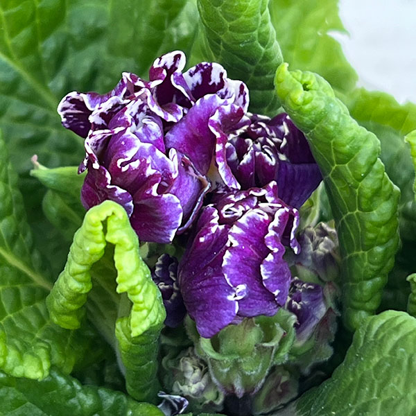 プリムラ: ローディ ミックス3-3.5号ポット