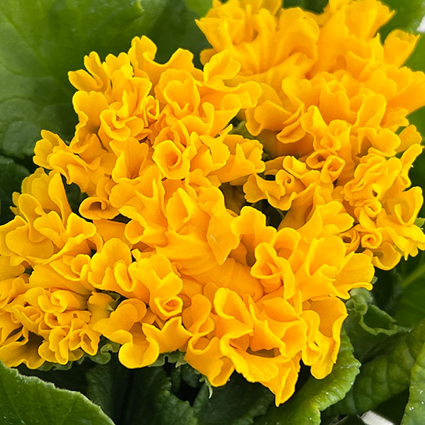 プリムラ: ローディ ミックス3-3.5号ポット