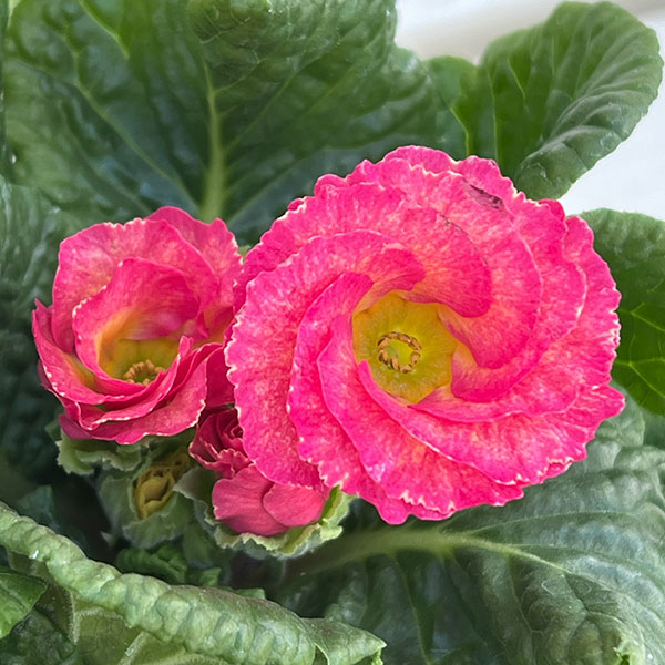 プリムラ: ローディ ミックス3-3.5号ポット