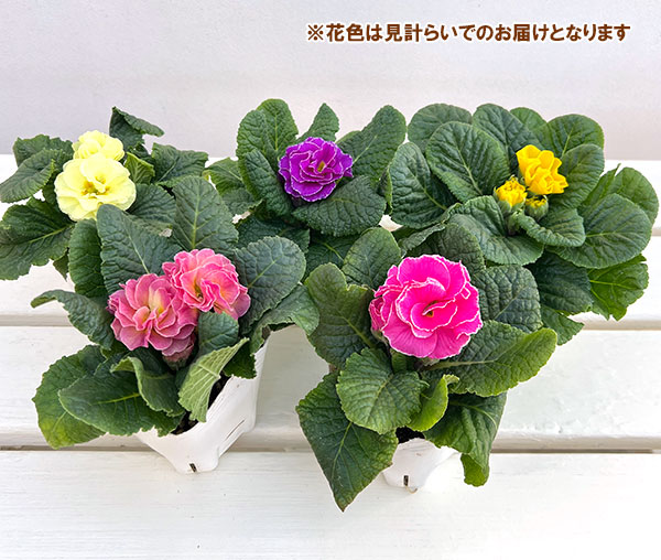 プリムラ： パラディソダブル（花色おまかせ）3-3.5号ポット