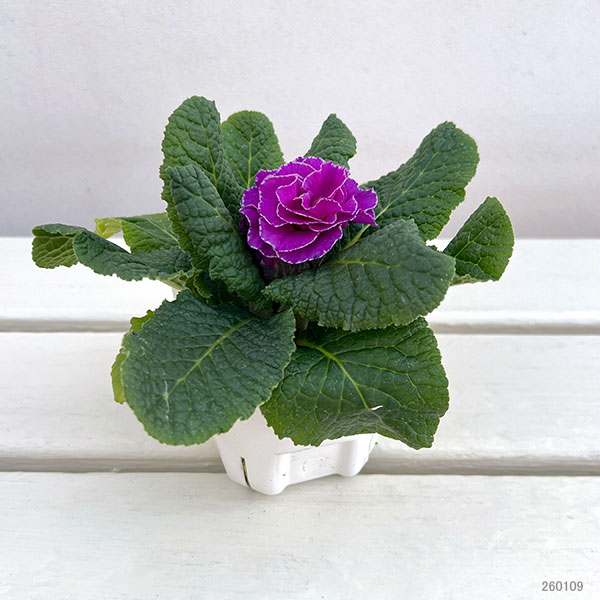 プリムラ： パラディソダブル（花色おまかせ）3-3.5号ポット