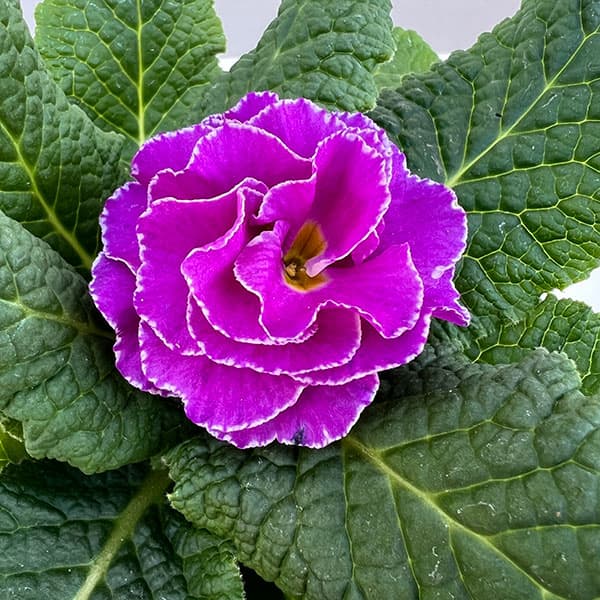 プリムラ： パラディソダブル（花色おまかせ）3-3.5号ポット