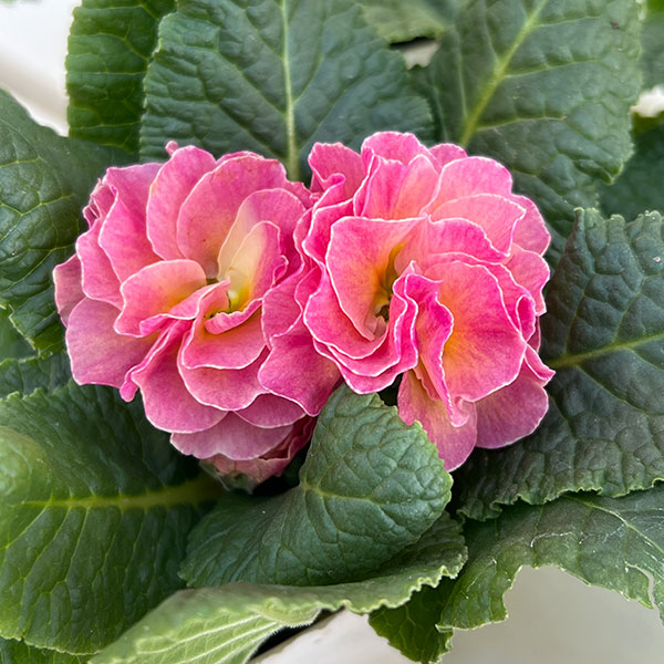 プリムラ： パラディソダブル（花色おまかせ）3-3.5号ポット