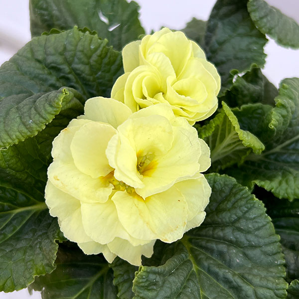 プリムラ： パラディソダブル（花色おまかせ）3-3.5号ポット