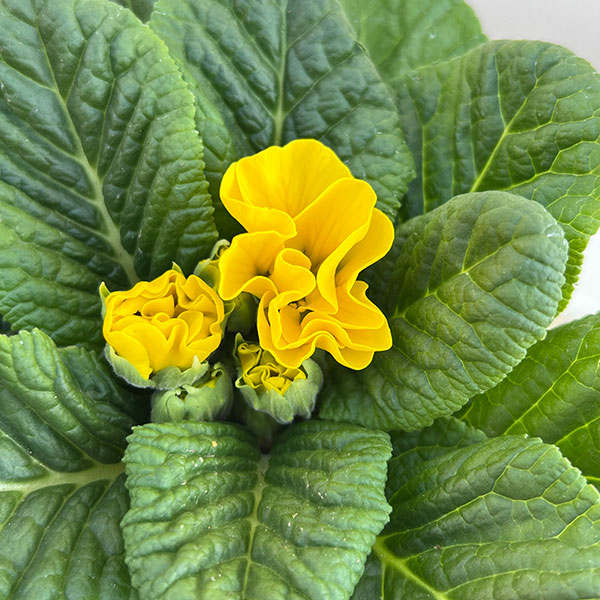 プリムラ： パラディソダブル（花色おまかせ）3-3.5号ポット