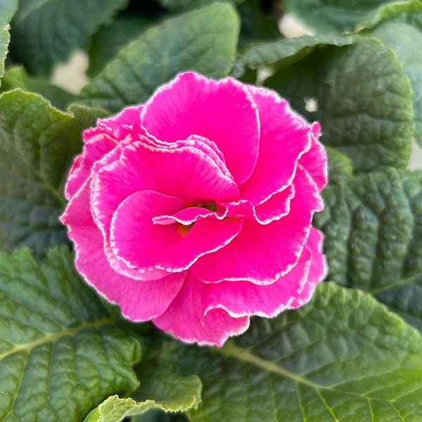 プリムラ： パラディソダブル（花色おまかせ）3-3.5号ポット