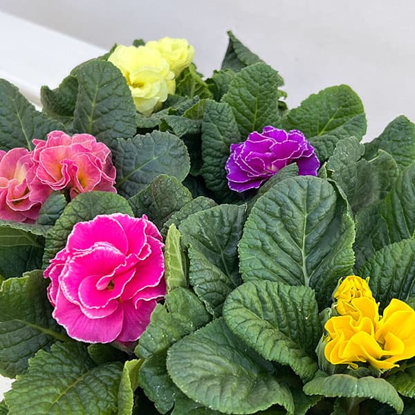 プリムラ： パラディソダブル（花色おまかせ）3-3.5号ポット