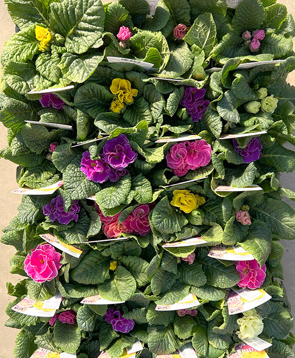 プリムラ： パラディソダブル（花色おまかせ）3-3.5号ポット