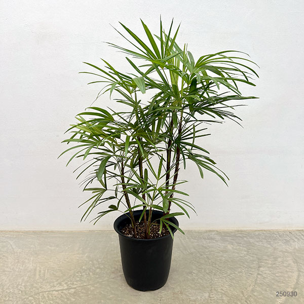 園芸ネット本店｜シュロチク：錦松 8号鉢植え の通販【公式】