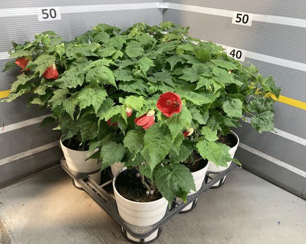 アブチロン：姫りんご5号鉢植え