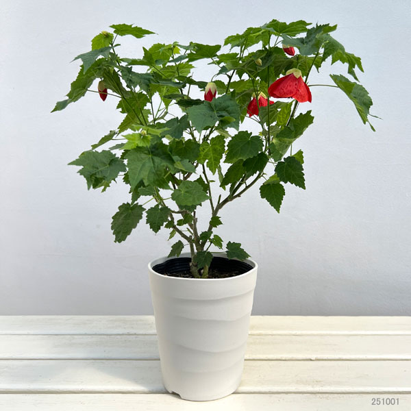 アブチロン：姫りんご5号鉢植え