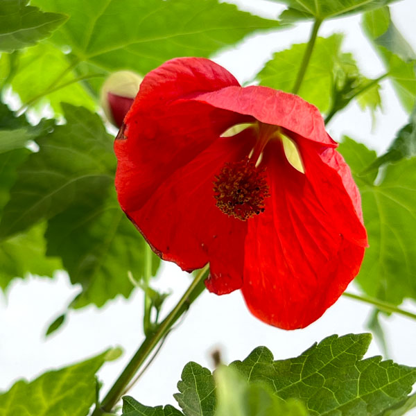 アブチロン：姫りんご5号鉢植え