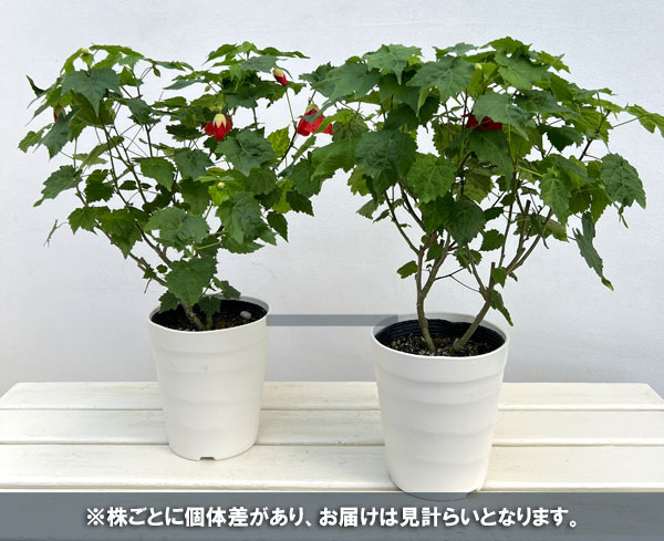 アブチロン：姫りんご5号鉢植え