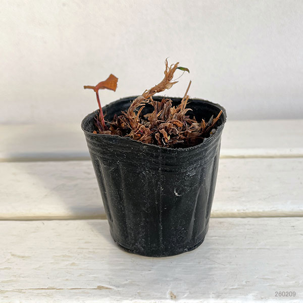 ペルシカリア：ブラックフィールド3号ポット