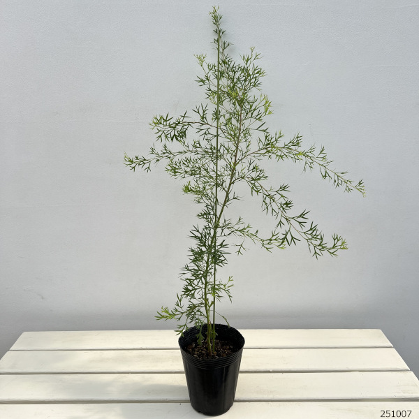 グレビレア:ホワイトウィングス4号ポット