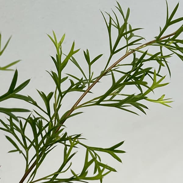 グレビレア:ホワイトウィングス4号ポット