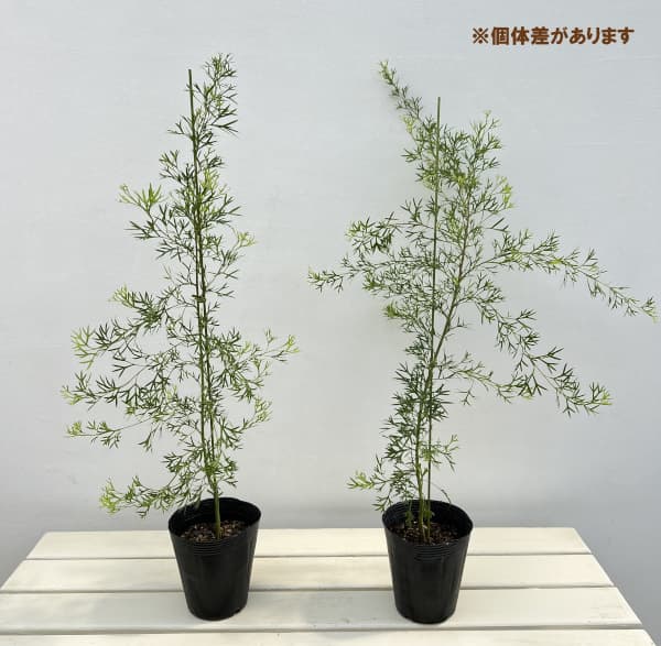 グレビレア:ホワイトウィングス4号ポット