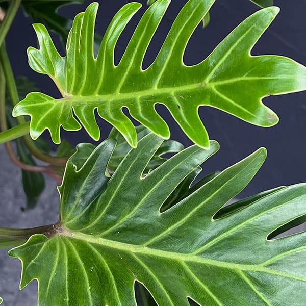 フィロデンドロン:クッカバラ 8号鉢植え25-04