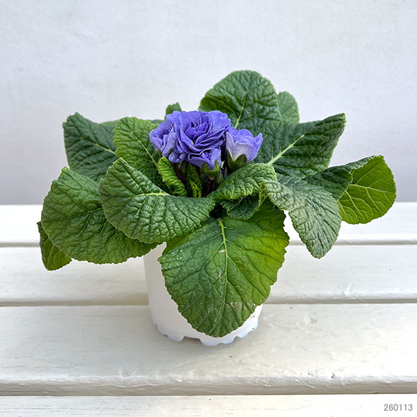 プリムラ:ベラリーナ ウォーターカラーブルー3.5号ポット