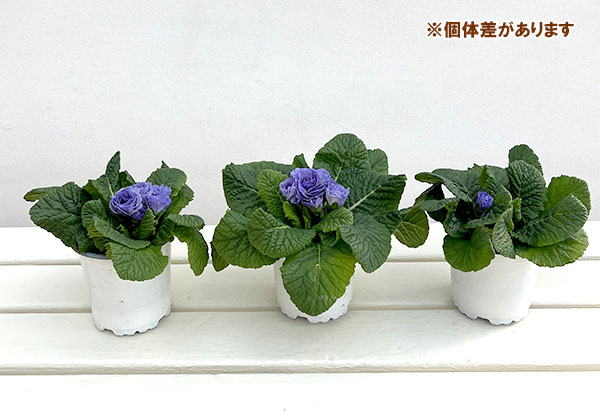 プリムラ:ベラリーナ ウォーターカラーブルー3.5号ポット