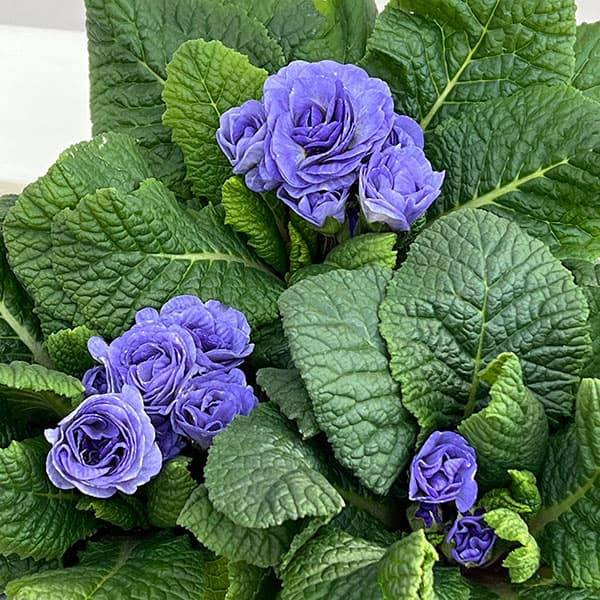 プリムラ:ベラリーナ ウォーターカラーブルー3.5号ポット