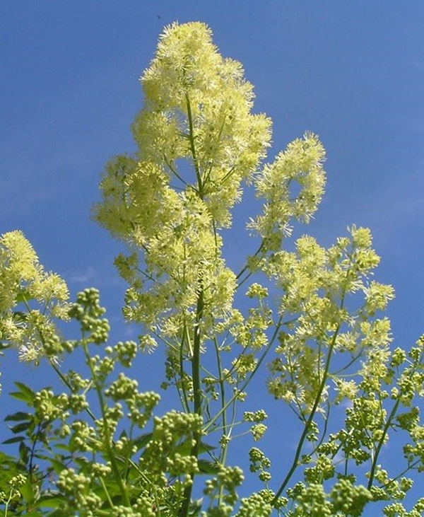 タリクトラム :ルキデュム3-3.5号ポット