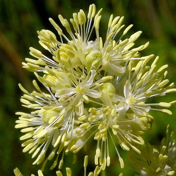 タリクトラム :ルキデュム3-3.5号ポット