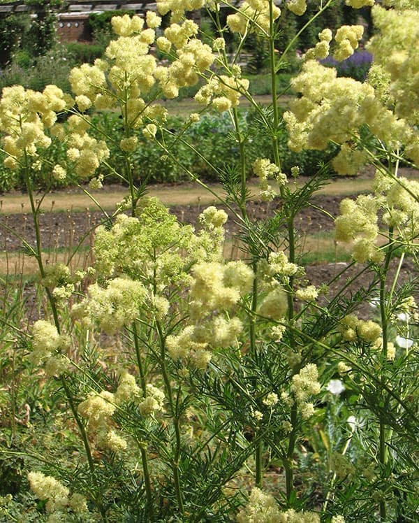 タリクトラム :ルキデュム3-3.5号ポット