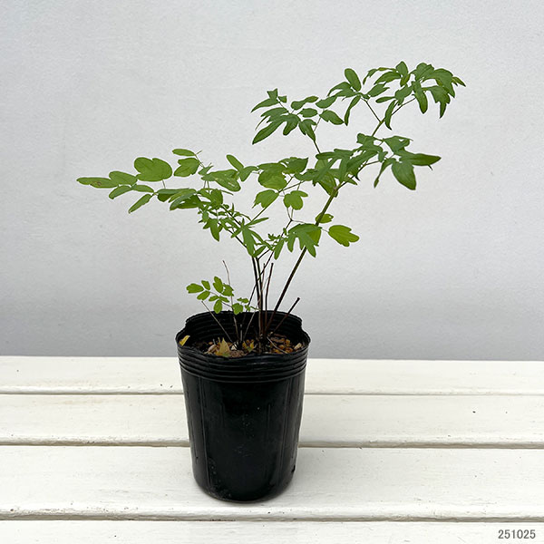 タリクトラム :ルキデュム3-3.5号ポット