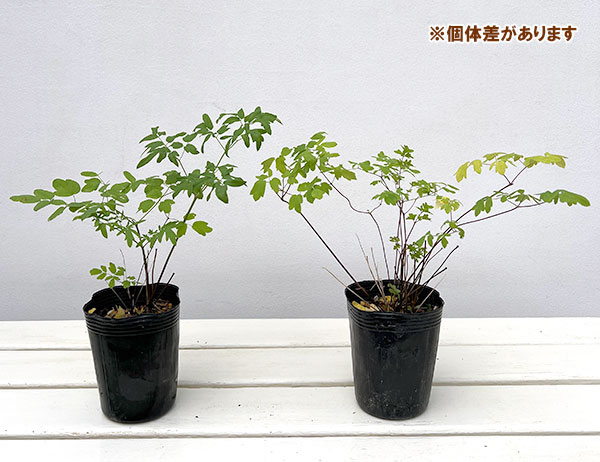 タリクトラム :ルキデュム3-3.5号ポット