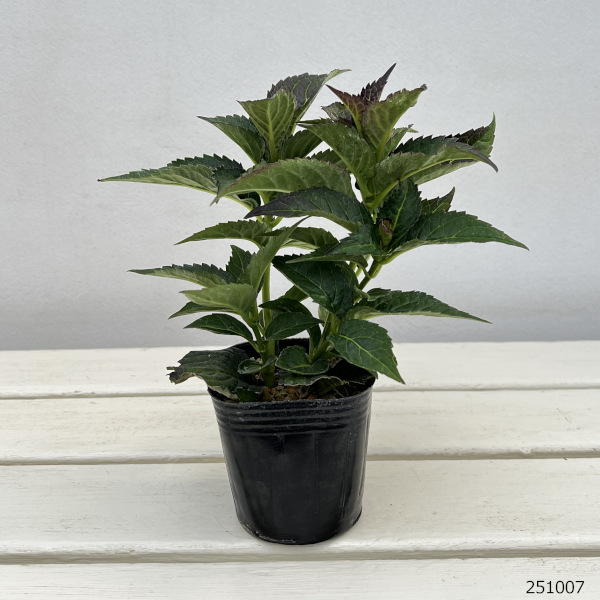 （わけあり特価）アジサイ：ライトマイファイア3号ポット