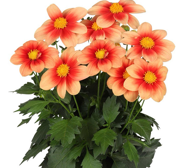 [26年3月中下旬予約]ダリア：サマービーズ・サーモンバイカラー3.5号ポット