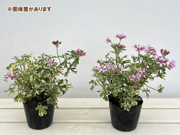ニオイゼラニウム：香りのゼラニューム（斑入り葉）3.5号ポット