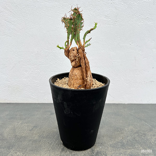 ユーフォルビア：ブルアナ　6号鉢植え