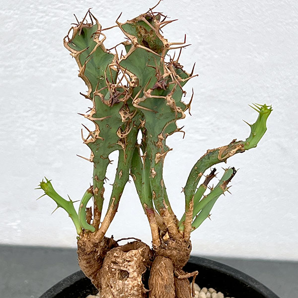 ユーフォルビア：ブルアナ　6号鉢植え