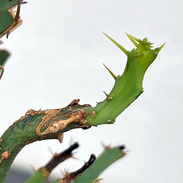 ユーフォルビア：ブルアナ　6号鉢植え